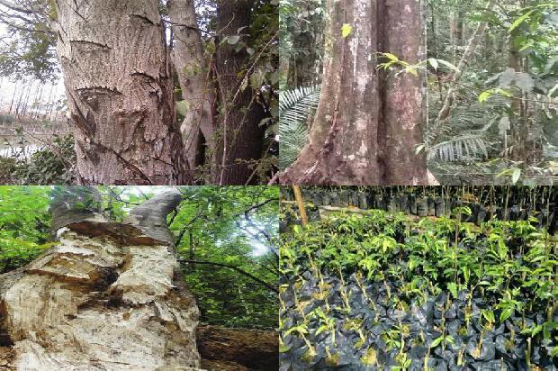 奇楠水沉香价格1677456540423 奇楠水沉香价格1677456540423