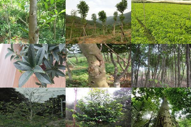 奇楠水沉香价格1677456540429 奇楠水沉香价格1677456540429