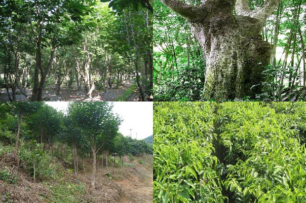 奇楠水沉香价格1677456540435 奇楠水沉香价格1677456540435