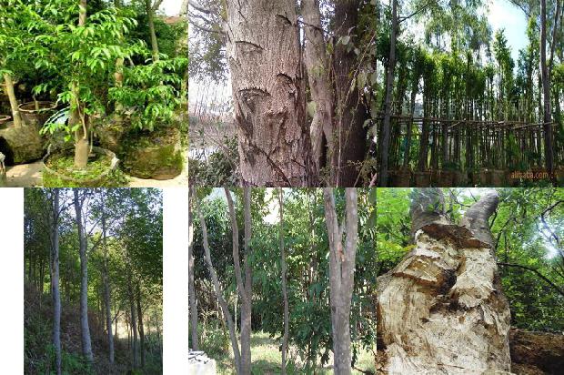 奇楠沉香的价格1677456642384