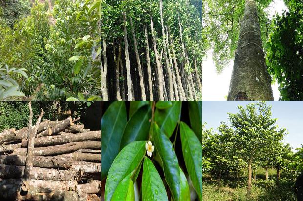 奇楠沉香的价格1677456642390