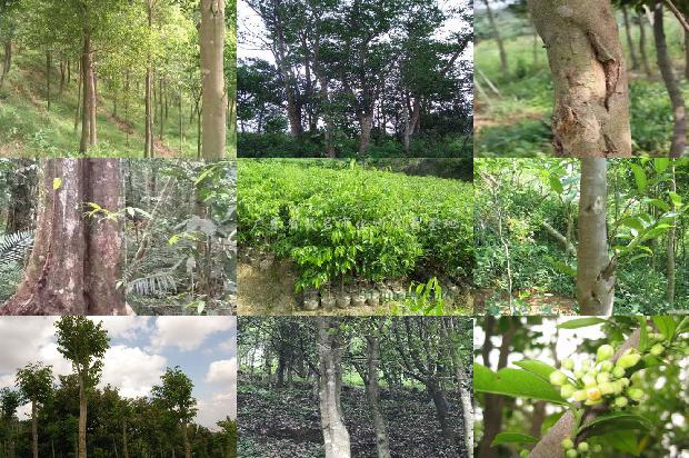 奇楠沉香的价格1677456642396