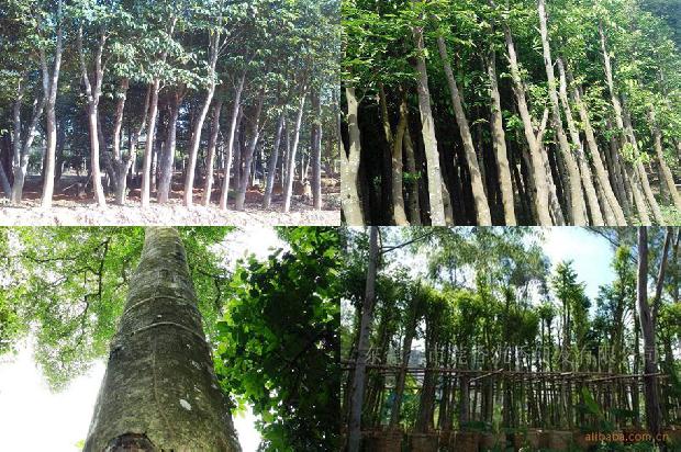 老奇楠沉香价格1677456725011 老奇楠沉香价格1677456725011