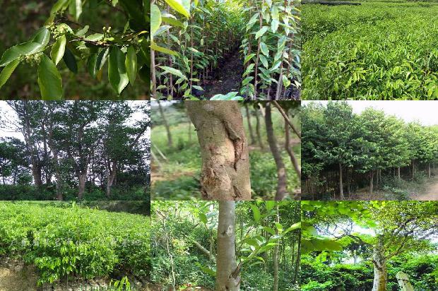 老奇楠沉香价格1677456725017 老奇楠沉香价格1677456725017