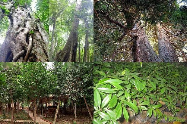 老奇楠沉香价格1677456725023 老奇楠沉香价格1677456725023