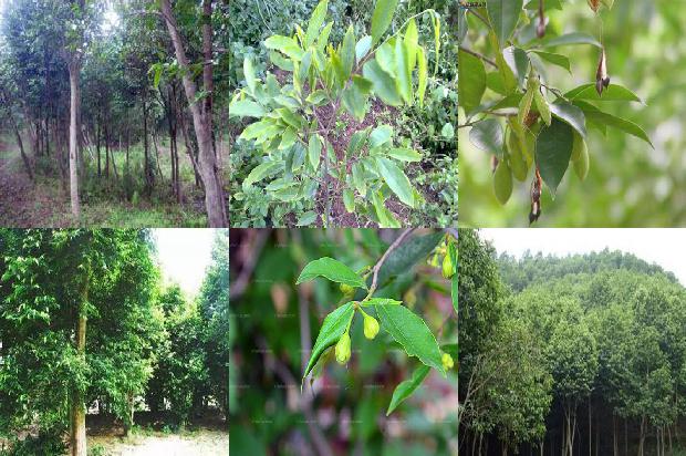 花奇楠沉香价格1677456800365 花奇楠沉香价格1677456800365