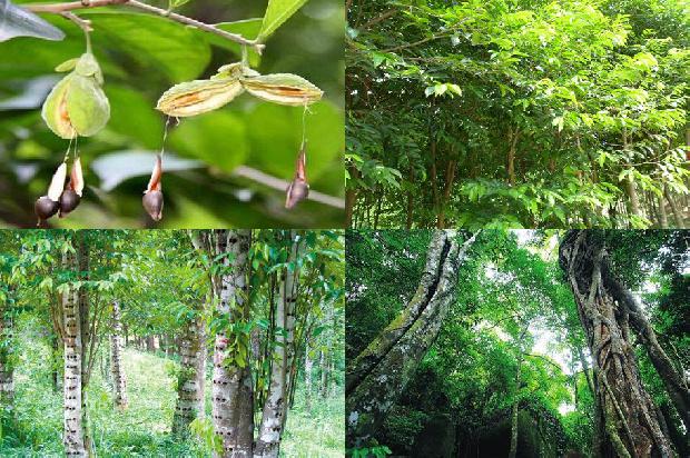 花奇楠沉香价格1677456800371 花奇楠沉香价格1677456800371