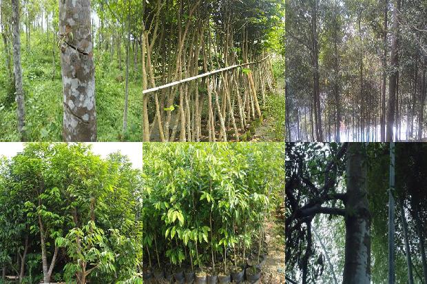 花奇楠沉香价格1677456800377 花奇楠沉香价格1677456800377