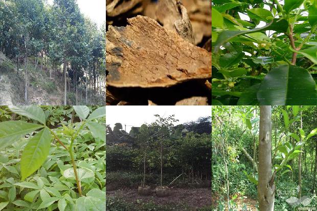 花奇楠沉香价格1677456800383 花奇楠沉香价格1677456800383