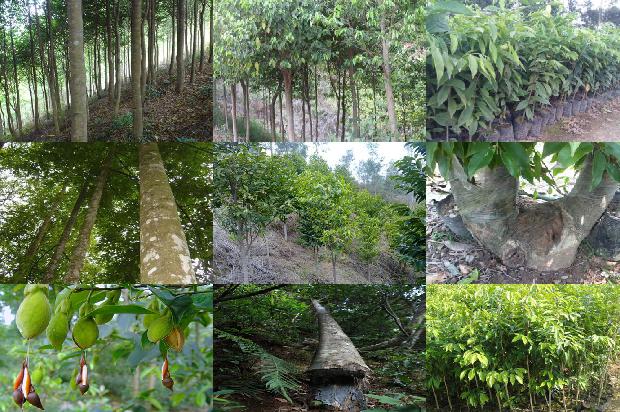 老沉香什么价格1677456924948 老沉香什么价格1677456924948