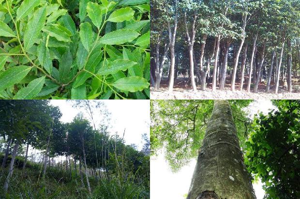 老沉香什么价格1677456924954 老沉香什么价格1677456924954