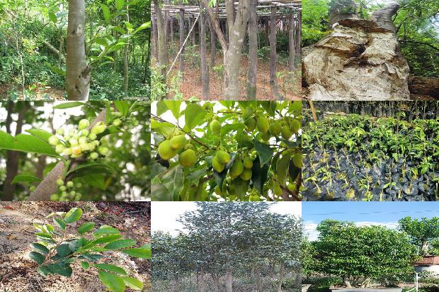 沉香木佛珠价格1677457062182 沉香木佛珠价格1677457062182