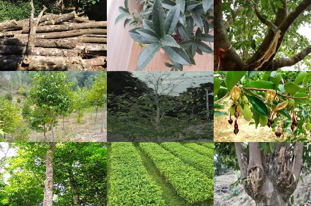 沉香木佛珠价格1677457062188 沉香木佛珠价格1677457062188