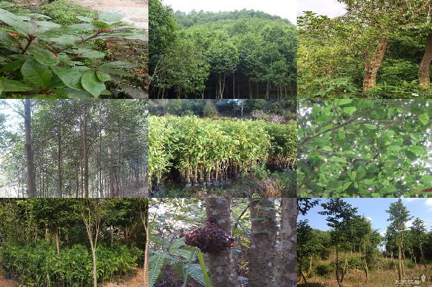 沉香产地奇楠价格不高1677543285177 沉香产地奇楠价格不高1677543285177