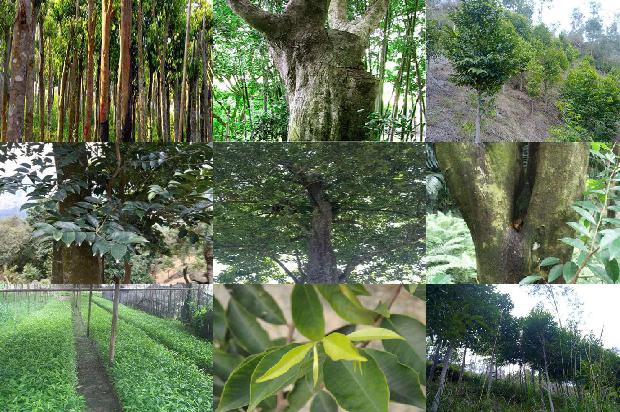 沉香产地奇楠价格不高1677543285183 沉香产地奇楠价格不高1677543285183