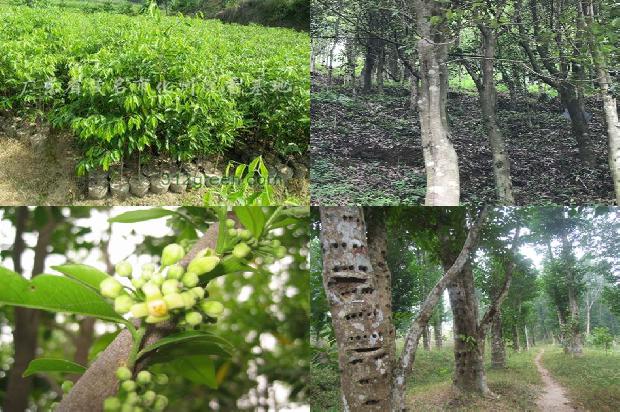 沉香手串价格沉香价格1677543378628 沉香手串价格沉香价格1677543378628