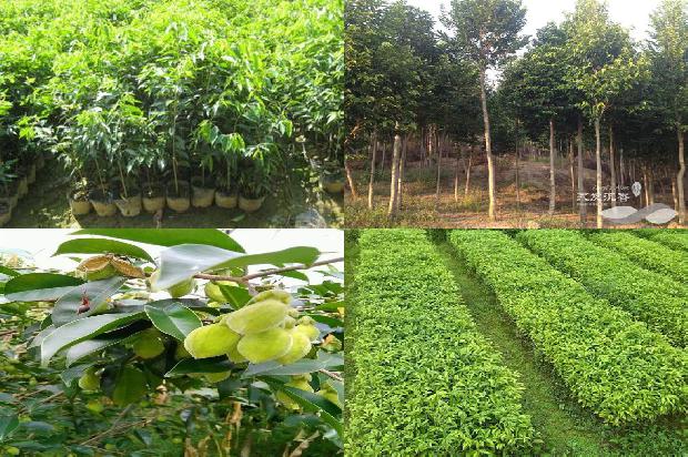 沉香手串价格沉香价格1677543378635 沉香手串价格沉香价格1677543378635