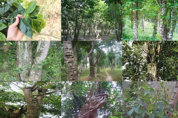 沉香手串价格沉香价格1677543378641 沉香手串价格沉香价格1677543378641