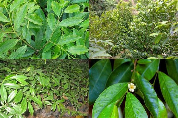 沉香十七味价格1677629570441 沉香十七味价格1677629570441