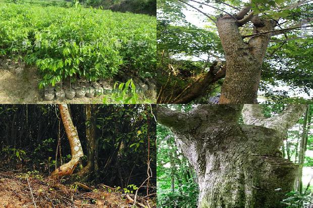 沉香十七味价格1677629570447 沉香十七味价格1677629570447