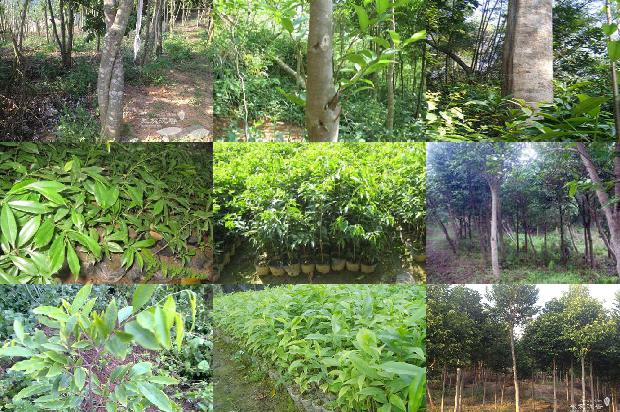 沉香十七味价格1677629570453 沉香十七味价格1677629570453