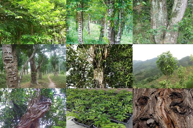 沉香十七味价格1677629570459 沉香十七味价格1677629570459