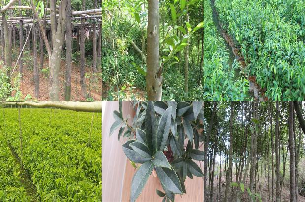 奇楠沉香市场价多少钱1677629702003 奇楠沉香市场价多少钱1677629702003