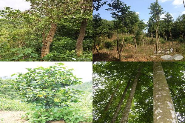 奇楠沉香市场价多少钱1677629702009 奇楠沉香市场价多少钱1677629702009