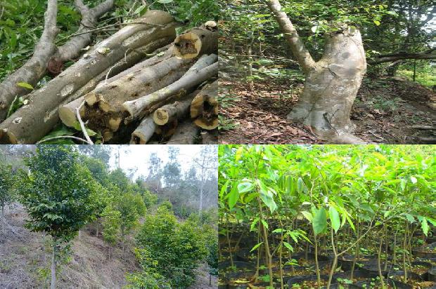 奇楠沉香市场价多少钱1677629702015 奇楠沉香市场价多少钱1677629702015