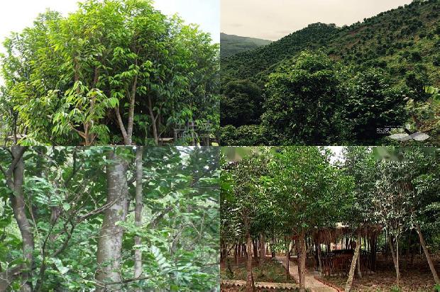 怎么种植沉香树1694390961456 怎么种植沉香树1694390961456