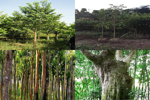 沉香的价格是多少?1677715993071