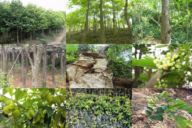 沉香的价格是多少?1677715993077