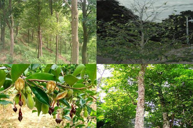 沉香的价格是多少?1677715993083