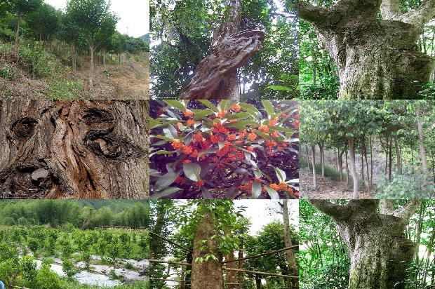 沉香手串的价格多少1677716153161 沉香手串的价格多少1677716153161