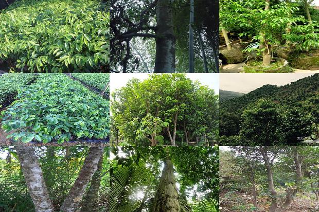 沉香手串的价格多少1677716153167 沉香手串的价格多少1677716153167