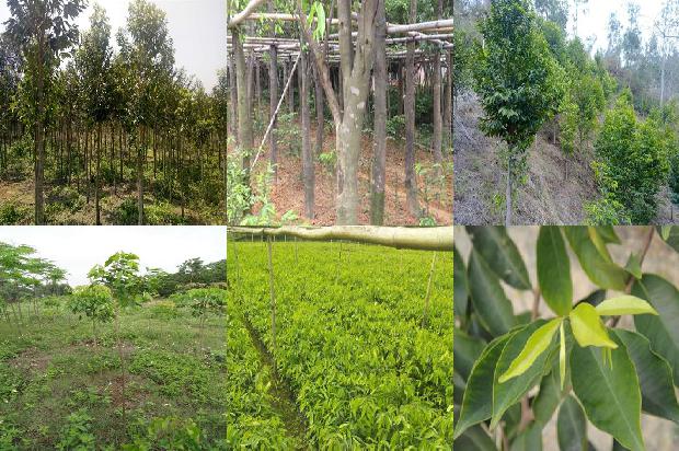 沉香价格低廉的手串1677716205397 沉香价格低廉的手串1677716205397