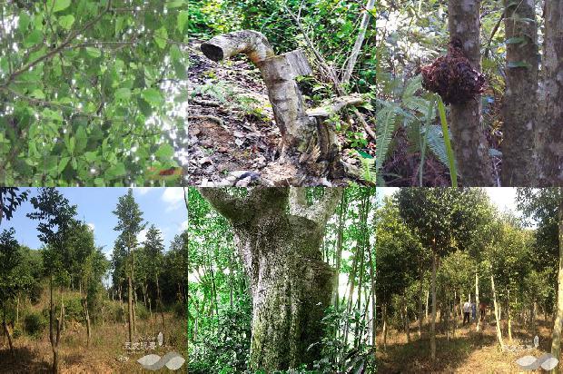 沉香价格低廉的手串1677716205403 沉香价格低廉的手串1677716205403