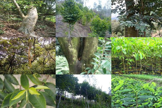 沉香价格低廉的手串1677716205409 沉香价格低廉的手串1677716205409