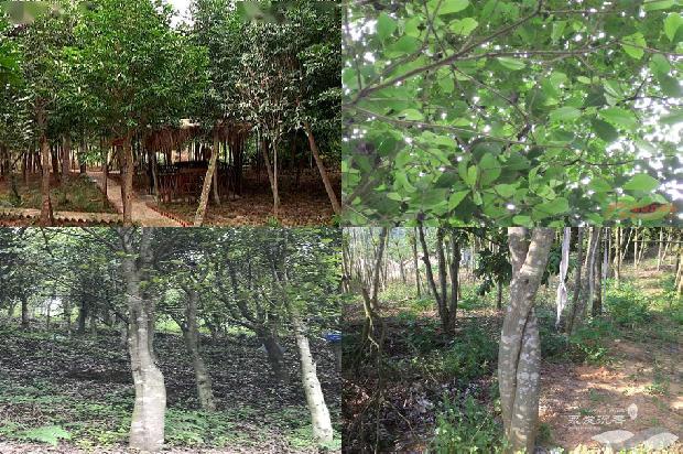 真沉香手串价格多少1677716298564 真沉香手串价格多少1677716298564