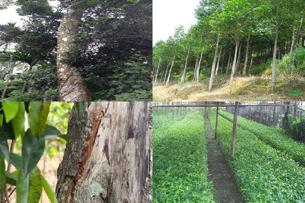 真沉香手串价格多少1677716298570 真沉香手串价格多少1677716298570