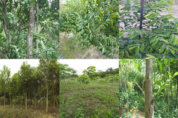 沉香是手串什么价格1677802338113 沉香是手串什么价格1677802338113