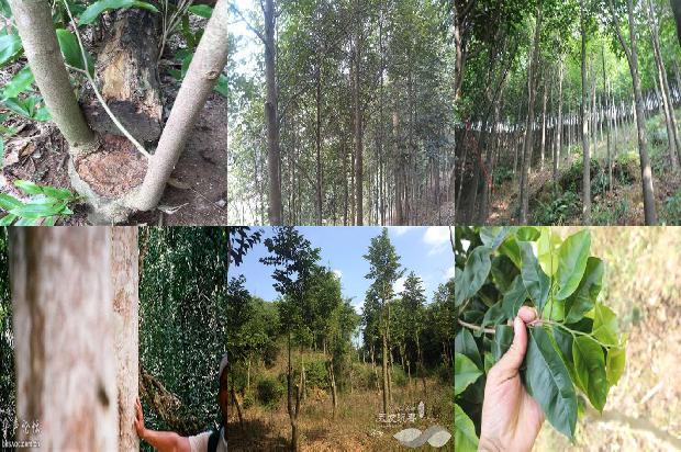 沉香是手串什么价格1677802338119 沉香是手串什么价格1677802338119