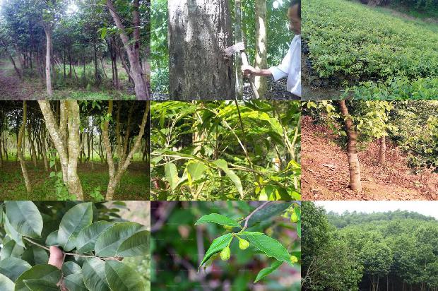 沉香佛头手串价格1677889111539 沉香佛头手串价格1677889111539