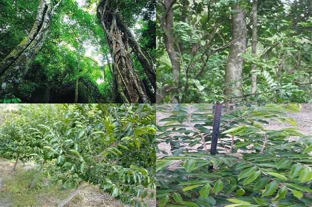 沉香佛头手串价格1677889111545 沉香佛头手串价格1677889111545