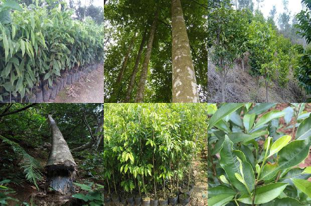 沉香佛头手串价格1677889111551 沉香佛头手串价格1677889111551