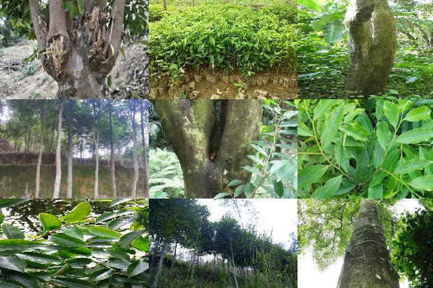 沉香佛头手串价格1677889111557 沉香佛头手串价格1677889111557