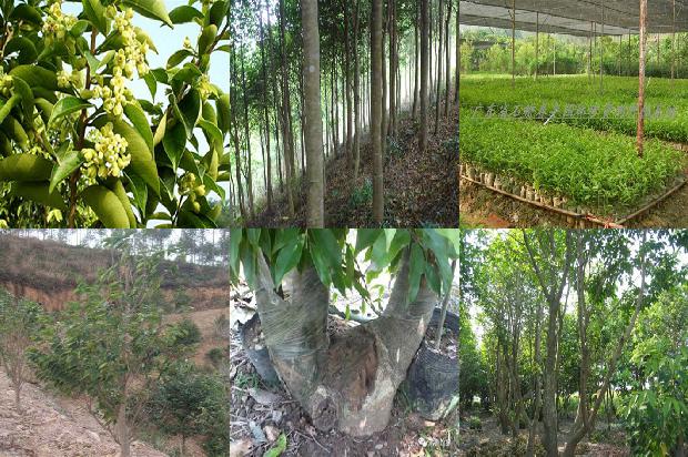 沉香的手串的价格1677889162030