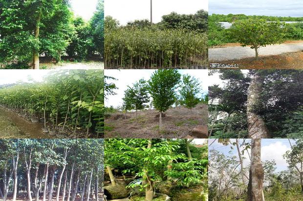 沉香的手串的价格1677889162036