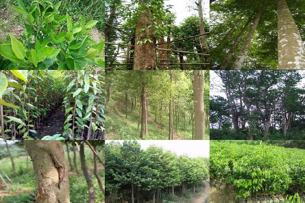 沉香老料手串价格1677974940183 沉香老料手串价格1677974940183