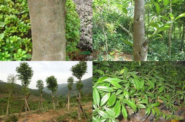 沉香老料手串价格1677974940190 沉香老料手串价格1677974940190